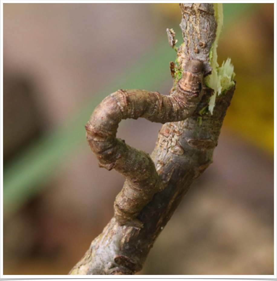 Procherodes lineola
Large Maple Spanworm
Autauga County, Alabama